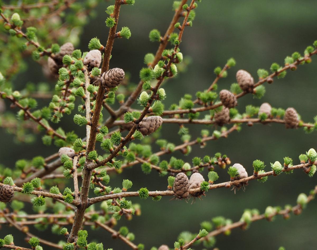 Larch, European leaf